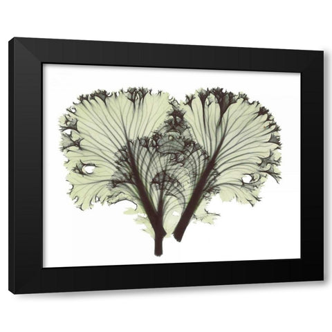 Kale in Green Black Modern Wood Framed Art Print with Double Matting by Koetsier, Albert