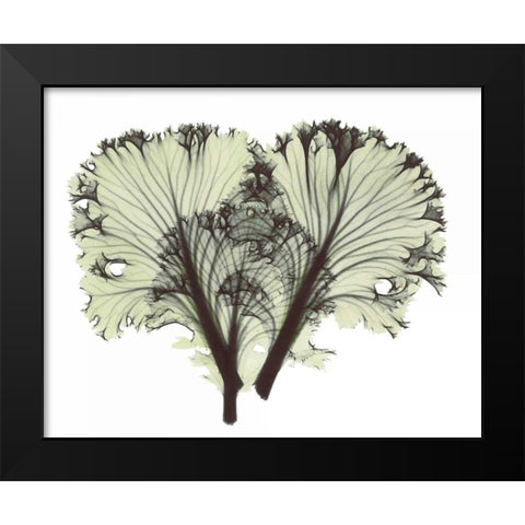 Kale in Green Black Modern Wood Framed Art Print by Koetsier, Albert