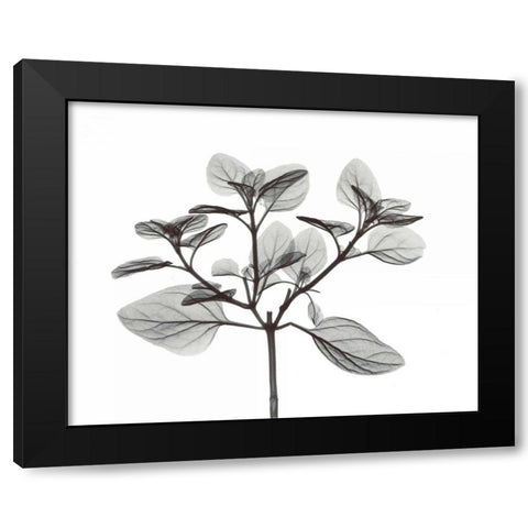 Oregano in BandW Black Modern Wood Framed Art Print by Koetsier, Albert