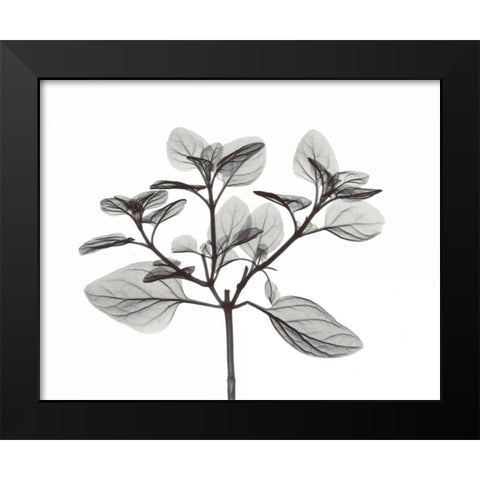 Oregano in BandW Black Modern Wood Framed Art Print by Koetsier, Albert