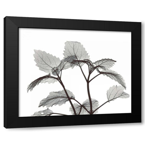 Lemon Balm  in BandW Black Modern Wood Framed Art Print with Double Matting by Koetsier, Albert