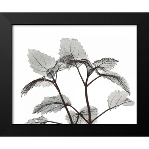 Lemon Balm  in BandW Black Modern Wood Framed Art Print by Koetsier, Albert