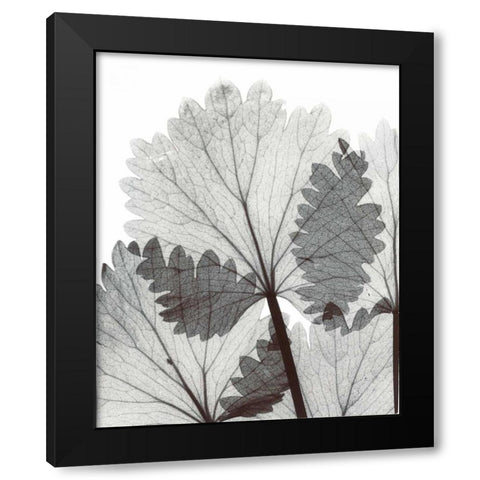 Anise  in BandW Black Modern Wood Framed Art Print with Double Matting by Koetsier, Albert