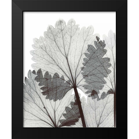 Anise  in BandW Black Modern Wood Framed Art Print by Koetsier, Albert