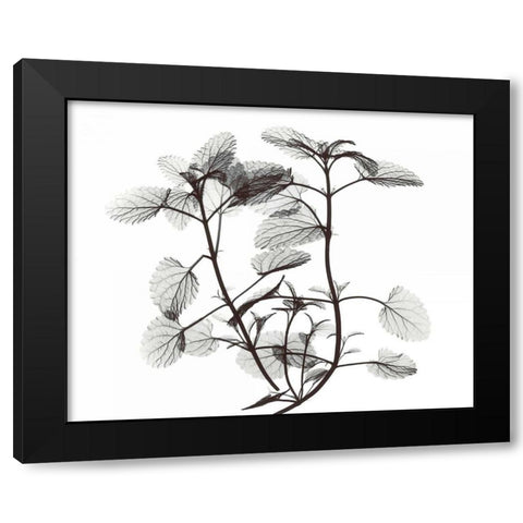 Cat Mint  in BandW Black Modern Wood Framed Art Print by Koetsier, Albert