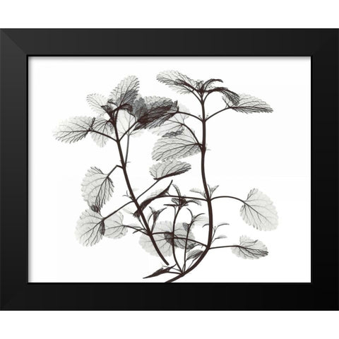 Cat Mint  in BandW Black Modern Wood Framed Art Print by Koetsier, Albert