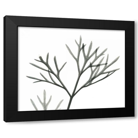 Dill  in BandW Black Modern Wood Framed Art Print with Double Matting by Koetsier, Albert