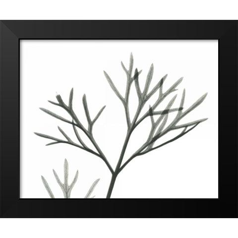 Dill  in BandW Black Modern Wood Framed Art Print by Koetsier, Albert