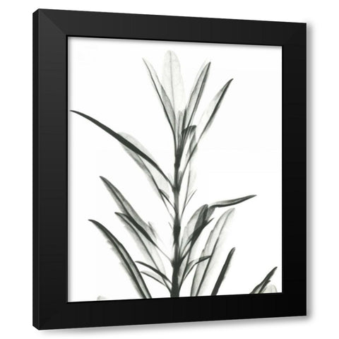 Hyssop  in BandW Black Modern Wood Framed Art Print by Koetsier, Albert