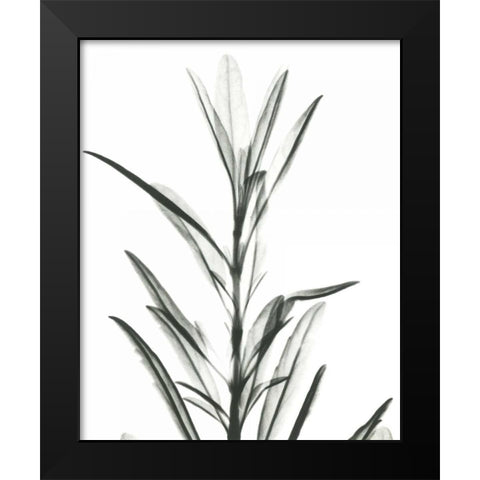 Hyssop  in BandW Black Modern Wood Framed Art Print by Koetsier, Albert