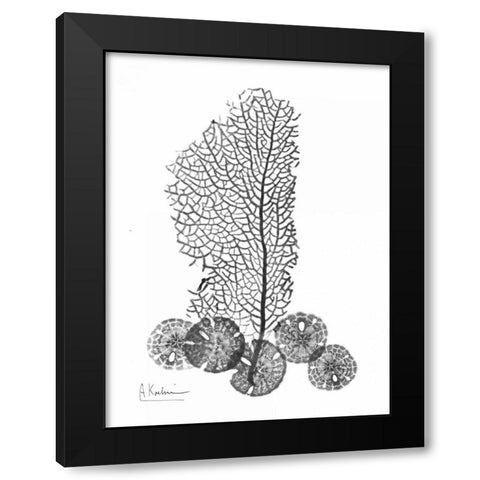 Sea Fan and Sand Dollar  in BandW Black Modern Wood Framed Art Print with Double Matting by Koetsier, Albert