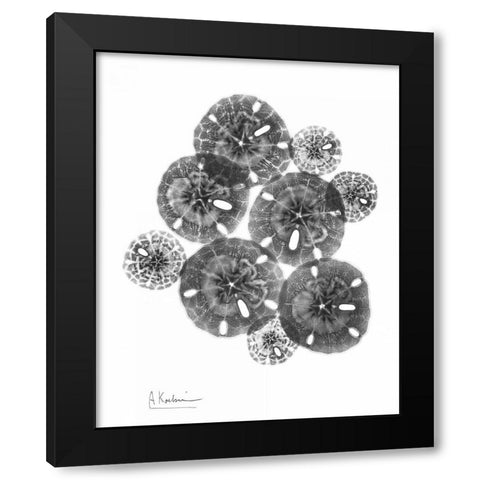 Sand Dollar Arrangement Black Modern Wood Framed Art Print by Koetsier, Albert