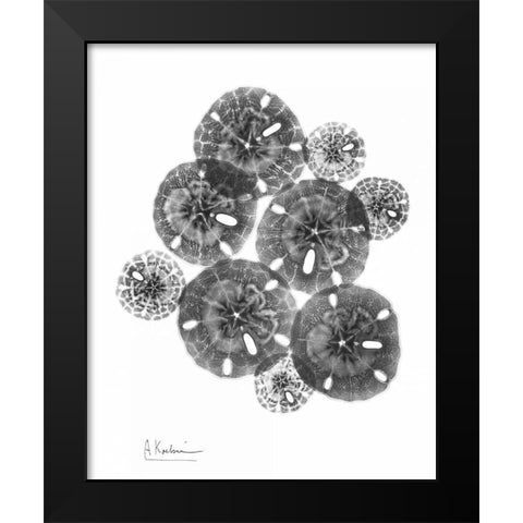 Sand Dollar Arrangement Black Modern Wood Framed Art Print by Koetsier, Albert