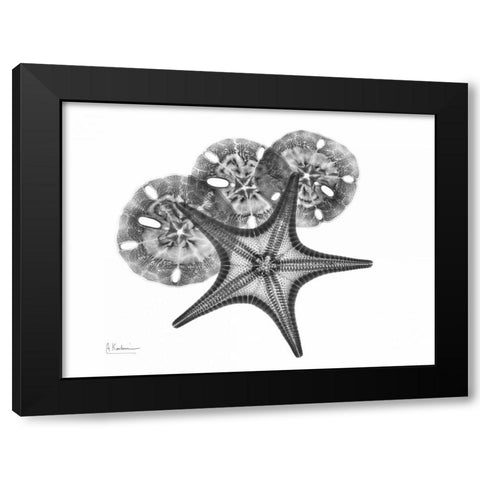 Starfish and Sand Dollar Black Modern Wood Framed Art Print by Koetsier, Albert