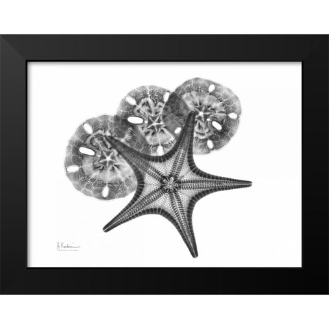 Starfish and Sand Dollar Black Modern Wood Framed Art Print by Koetsier, Albert