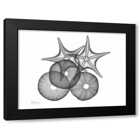 Sea Urchin and Starfish Black Modern Wood Framed Art Print with Double Matting by Koetsier, Albert