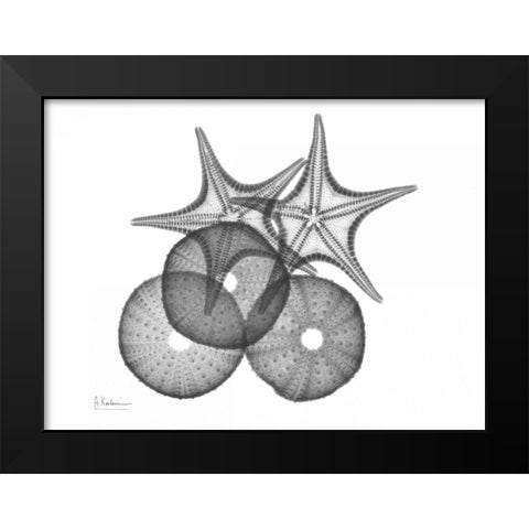 Sea Urchin and Starfish Black Modern Wood Framed Art Print by Koetsier, Albert
