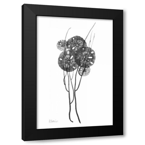 Sand Dollars in BandW Black Modern Wood Framed Art Print with Double Matting by Koetsier, Albert