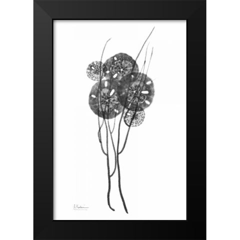 Sand Dollars in BandW Black Modern Wood Framed Art Print by Koetsier, Albert