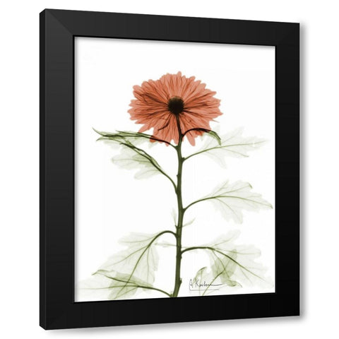 Chrysanthemum for Chrissy Black Modern Wood Framed Art Print with Double Matting by Koetsier, Albert