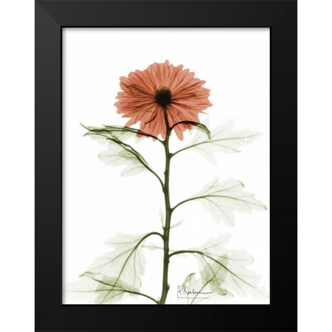 Chrysanthemum for Chrissy Black Modern Wood Framed Art Print by Koetsier, Albert