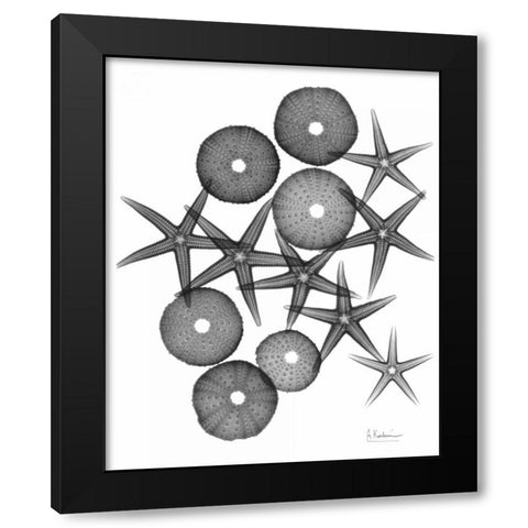 Starfish and Sea Urchin Medley Black Modern Wood Framed Art Print with Double Matting by Koetsier, Albert