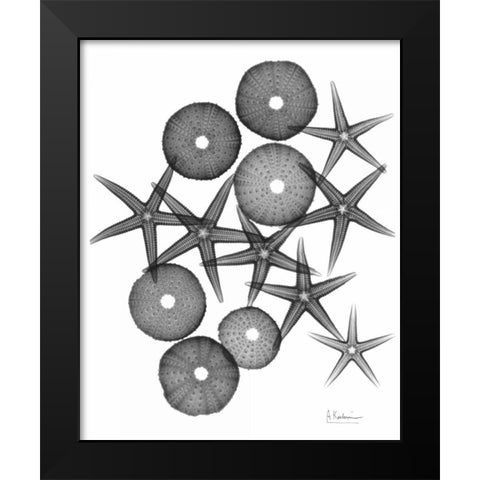 Starfish and Sea Urchin Medley Black Modern Wood Framed Art Print by Koetsier, Albert