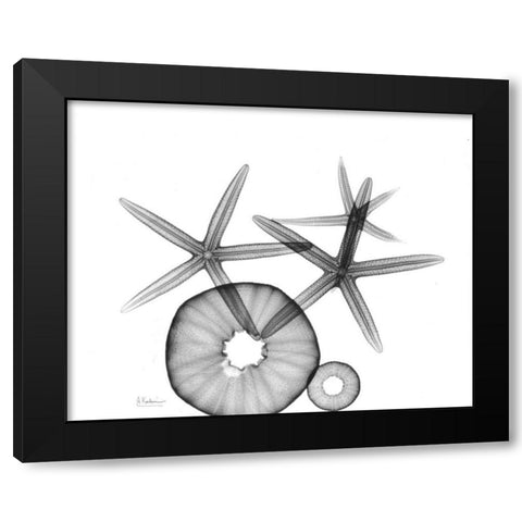 Starfish and Sea Urchin  Arrangement Black Modern Wood Framed Art Print by Koetsier, Albert