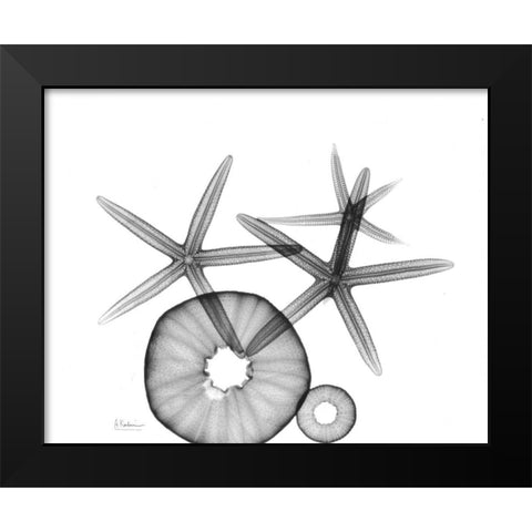 Starfish and Sea Urchin  Arrangement Black Modern Wood Framed Art Print by Koetsier, Albert