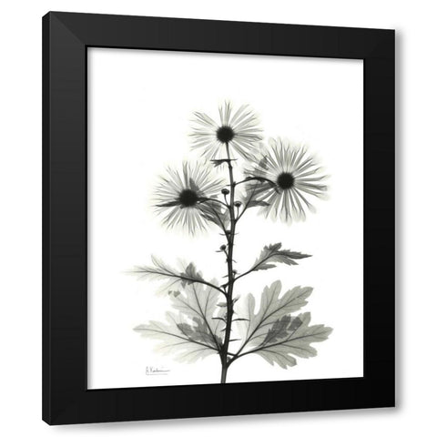 Chrysanthemum for Christine Black Modern Wood Framed Art Print by Koetsier, Albert