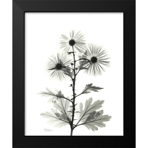 Chrysanthemum for Christine Black Modern Wood Framed Art Print by Koetsier, Albert