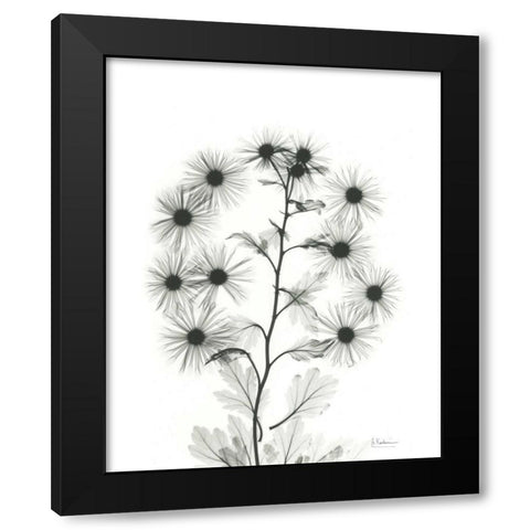 Chrysanthemum Bouquet Black Modern Wood Framed Art Print with Double Matting by Koetsier, Albert