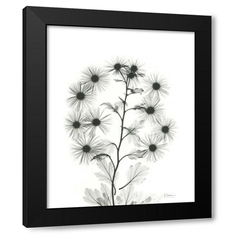 Chrysanthemum Bouquet Black Modern Wood Framed Art Print by Koetsier, Albert