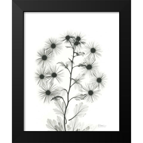 Chrysanthemum Bouquet Black Modern Wood Framed Art Print by Koetsier, Albert
