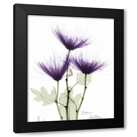 Christines Chrysanthemum Black Modern Wood Framed Art Print with Double Matting by Koetsier, Albert