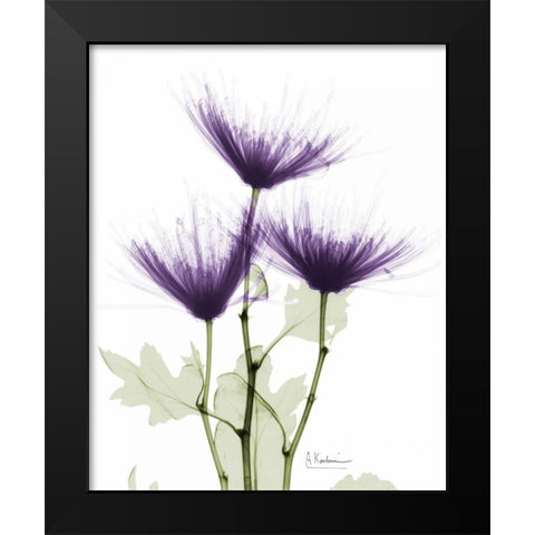 Christines Chrysanthemum Black Modern Wood Framed Art Print by Koetsier, Albert