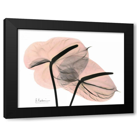 Pink Anthurium Black Modern Wood Framed Art Print with Double Matting by Koetsier, Albert