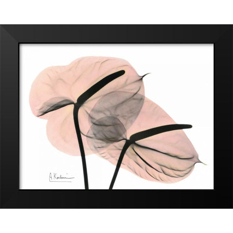 Pink Anthurium Black Modern Wood Framed Art Print by Koetsier, Albert