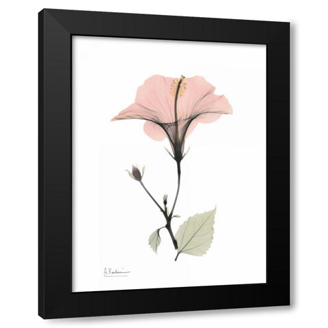 Pink Hibiscus Black Modern Wood Framed Art Print by Koetsier, Albert
