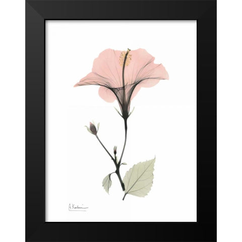 Pink Hibiscus Black Modern Wood Framed Art Print by Koetsier, Albert