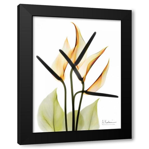 Anthurium Black Modern Wood Framed Art Print with Double Matting by Koetsier, Albert