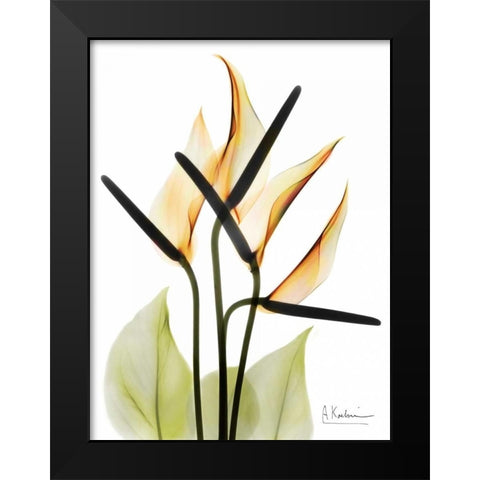 Anthurium Black Modern Wood Framed Art Print by Koetsier, Albert