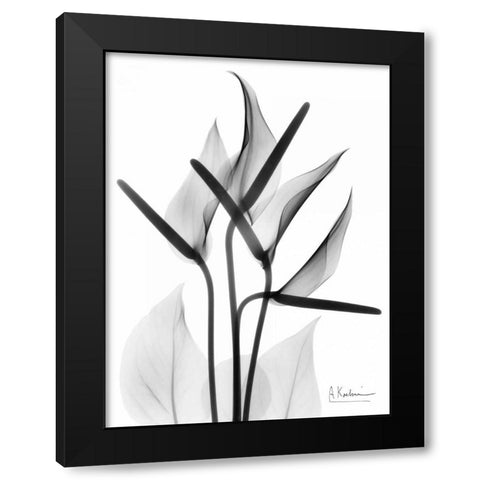 Anthurium in BandW Black Modern Wood Framed Art Print with Double Matting by Koetsier, Albert