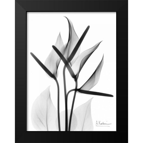 Anthurium in BandW Black Modern Wood Framed Art Print by Koetsier, Albert