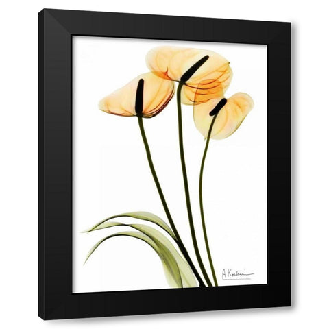 Anthurium Black Modern Wood Framed Art Print with Double Matting by Koetsier, Albert