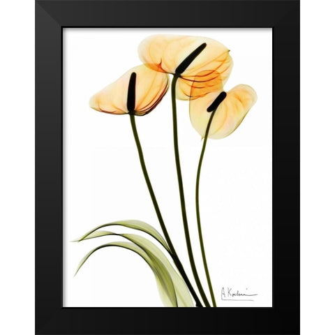 Anthurium Black Modern Wood Framed Art Print by Koetsier, Albert