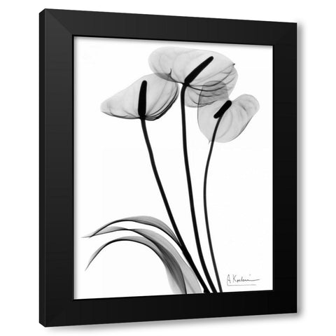 Anthurium Triple in BandW Black Modern Wood Framed Art Print by Koetsier, Albert