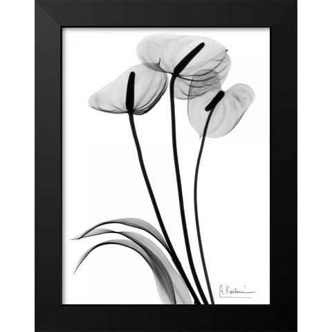 Anthurium Triple in BandW Black Modern Wood Framed Art Print by Koetsier, Albert