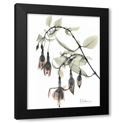 Fuchsia in Color Black Modern Wood Framed Art Print with Double Matting by Koetsier, Albert