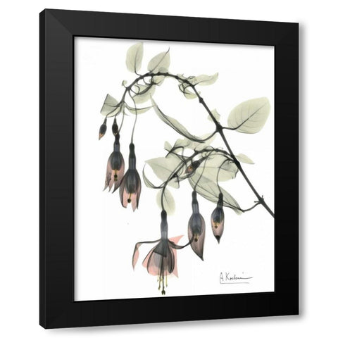 Fuchsia in Color Black Modern Wood Framed Art Print by Koetsier, Albert
